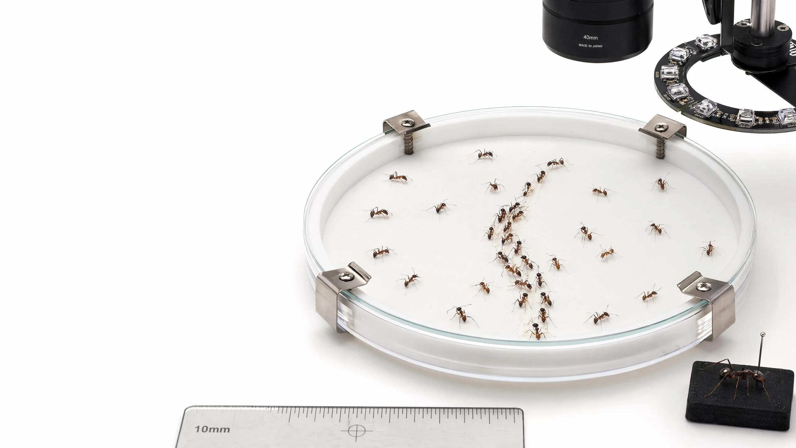 Ant collective behavior